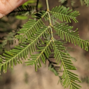 Acacia deanei subsp. deanei at Tootool, NSW - 18 Mar 2023