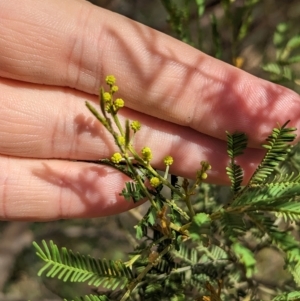 Acacia deanei subsp. deanei at Tootool, NSW - 18 Mar 2023