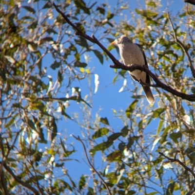 Manorina melanocephala (Noisy Miner) at Tootool, NSW - 18 Mar 2023 by Darcy