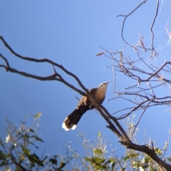 Pomatostomus temporalis at Tootool, NSW - 18 Mar 2023