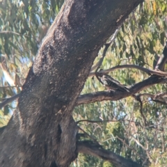 Phaps chalcoptera (Common Bronzewing) at Tootool, NSW - 18 Mar 2023 by Darcy