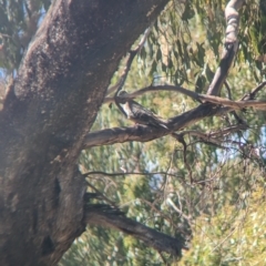 Phaps chalcoptera at Tootool, NSW - 18 Mar 2023