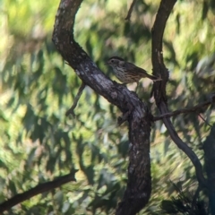 Pyrrholaemus sagittatus at Tootool, NSW - 18 Mar 2023