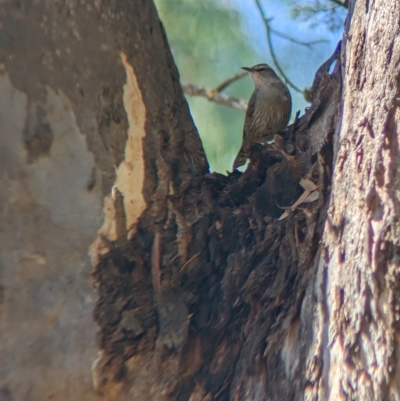 Climacteris picumnus victoriae (Brown Treecreeper) at Tootool, NSW - 18 Mar 2023 by Darcy