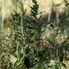 Zosterops lateralis at Tootool, NSW - 18 Mar 2023