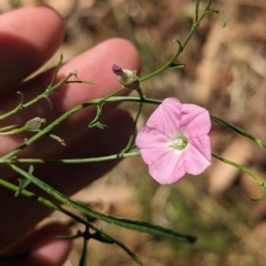 Convolvulus angustissimus subsp. angustissimus (Australian Bindweed) at Tootool, NSW - 18 Mar 2023 by Darcy