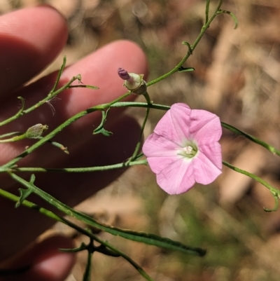 Convolvulus angustissimus subsp. angustissimus (Australian Bindweed) at Tootool, NSW - 18 Mar 2023 by Darcy