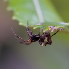 Unidentified Spider (Araneae) at Hornsby Heights, NSW - 18 Mar 2023 by KorinneM