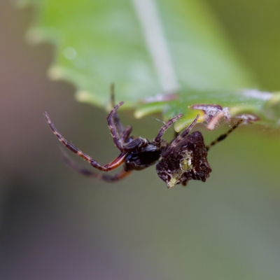 Unverified Spider at  - suppressed by KorinneM