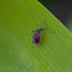 Aedes notoscriptus at Hornsby Heights, NSW - 18 Mar 2023 by KorinneM