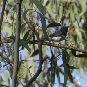 Myiagra rubecula at Bruce, ACT - 19 Mar 2023 08:11 AM