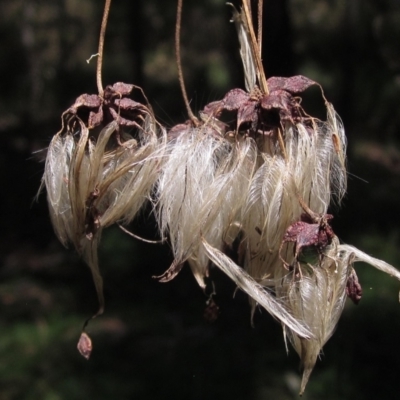 Clematis leptophylla (Small-leaf Clematis, Old Man's Beard) at Macgregor, ACT - 12 Mar 2023 by pinnaCLE