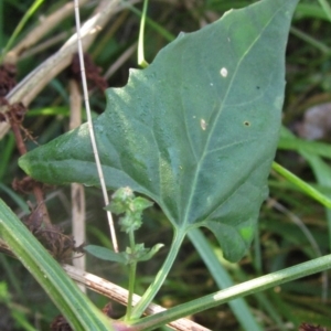 Atriplex prostrata at Latham, ACT - 18 Mar 2023 09:00 AM