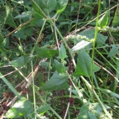 Atriplex prostrata at Latham, ACT - 18 Mar 2023