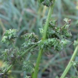 Atriplex prostrata at Latham, ACT - 18 Mar 2023 09:00 AM