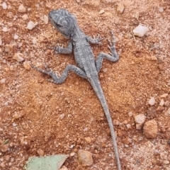 Amphibolurus muricatus (Jacky Lizard) at Rendezvous Creek, ACT - 18 Mar 2023 by ChrisHolder