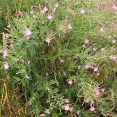 Epilobium hirsutum at Melba, ACT - 22 Jan 2023 03:09 PM