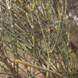 Allocasuarina verticillata at Weetangera, ACT - 13 Mar 2023