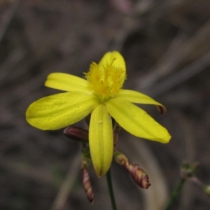 Tricoryne elatior at Weetangera, ACT - 13 Mar 2023 02:55 PM