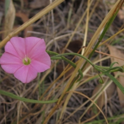 Convolvulus angustissimus subsp. angustissimus (Australian Bindweed) at The Pinnacle - 13 Mar 2023 by pinnaCLE