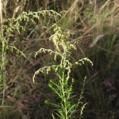 Cassinia sifton (Sifton Bush, Chinese Shrub) at Weetangera, ACT - 13 Mar 2023 by pinnaCLE