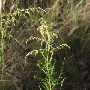 Cassinia sifton at Weetangera, ACT - 13 Mar 2023 03:08 PM