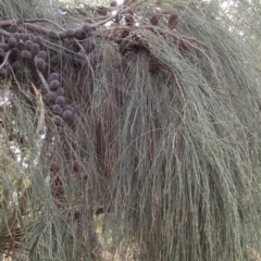 Allocasuarina verticillata (Drooping Sheoak) at Cook, ACT - 13 Mar 2023 by pinnaCLE