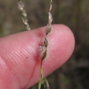 Digitaria brownii at Weetangera, ACT - 13 Mar 2023