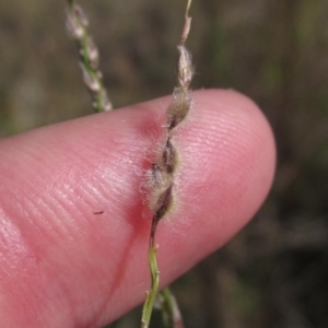 Digitaria brownii at Weetangera, ACT - 13 Mar 2023 03:42 PM