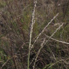 Digitaria brownii at Weetangera, ACT - 13 Mar 2023 03:42 PM