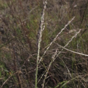 Digitaria brownii at Weetangera, ACT - 13 Mar 2023 03:42 PM