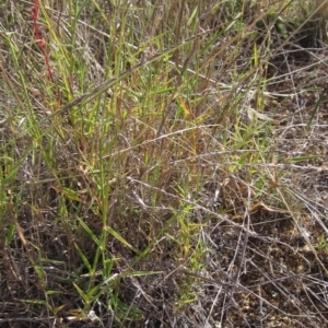 Digitaria brownii at Weetangera, ACT - 13 Mar 2023