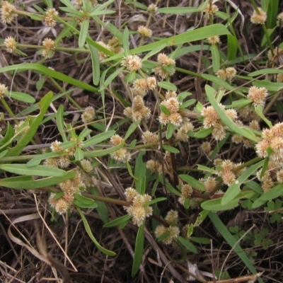 Alternanthera denticulata (Lesser Joyweed) at The Pinnacle - 13 Mar 2023 by pinnaCLE