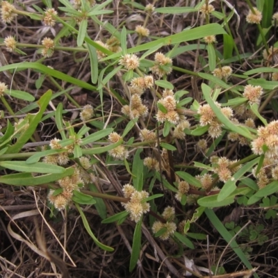 Alternanthera denticulata (Lesser Joyweed) at Weetangera, ACT - 13 Mar 2023 by pinnaCLE