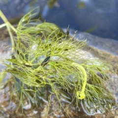 Ranunculus trichophyllus at Brindabella, NSW - 18 Mar 2023 by JaneR