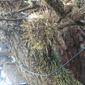 Pyrrosia rupestris at Majors Creek, NSW - 19 Mar 2023 01:30 PM