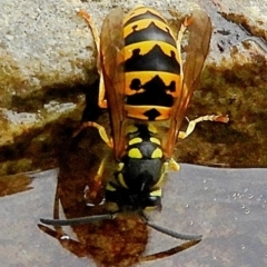 Vespula germanica (German Yellowjacket Wasp (also known as European Wasp)) at Crooked Corner, NSW - 4 Mar 2023 by Milly