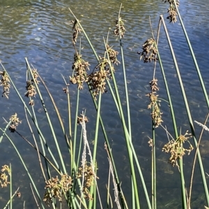 Schoenoplectus validus at Brindabella, NSW - 18 Mar 2023