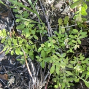 Centipeda elatinoides at Brindabella, NSW - 18 Mar 2023