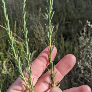 Comesperma retusum at Tinderry, NSW - 19 Mar 2023 09:12 AM