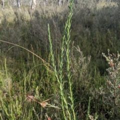 Comesperma retusum at Tinderry, NSW - 19 Mar 2023 09:12 AM