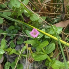 Gratiola peruviana (Australian Brooklime) at Tinderry, NSW - 19 Mar 2023 by MattM