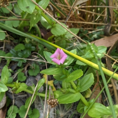 Gratiola peruviana (Australian Brooklime) at Tinderry, NSW - 18 Mar 2023 by MattM