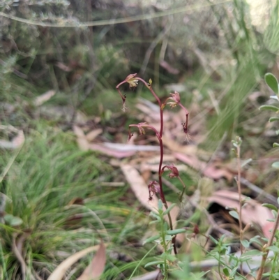Thynninorchis huntianus (Common Elbow Orchid) at  - suppressed by MattM