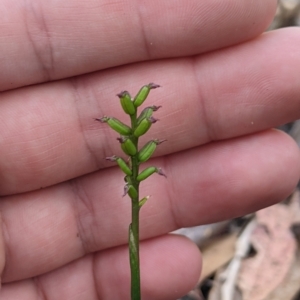 Corunastylis nuda at Tinderry, NSW - suppressed