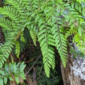 Polystichum proliferum at Tinderry, NSW - 19 Mar 2023