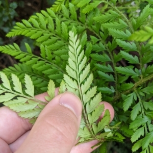 Polystichum proliferum at Tinderry, NSW - 19 Mar 2023