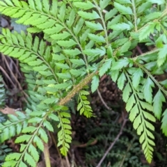 Polystichum proliferum at Tinderry, NSW - 19 Mar 2023