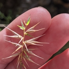 Australopyrum pectinatum at Tinderry, NSW - 19 Mar 2023 11:43 AM