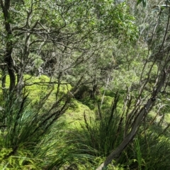 Gleichenia dicarpa (Wiry Coral Fern) at Tinderry, NSW - 19 Mar 2023 by MattM